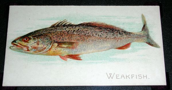 47 Weakfish